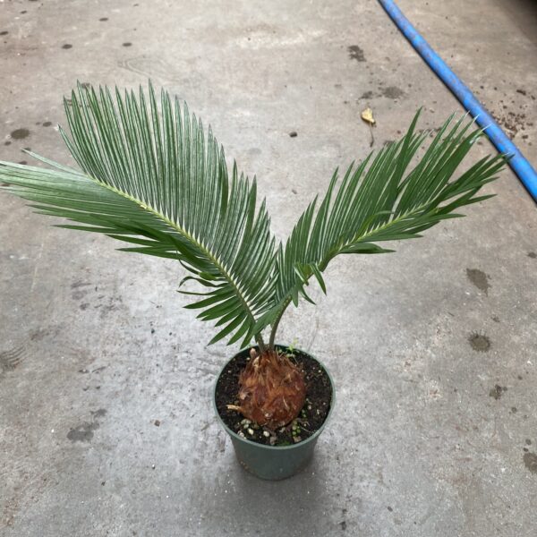 4" Palm Sago