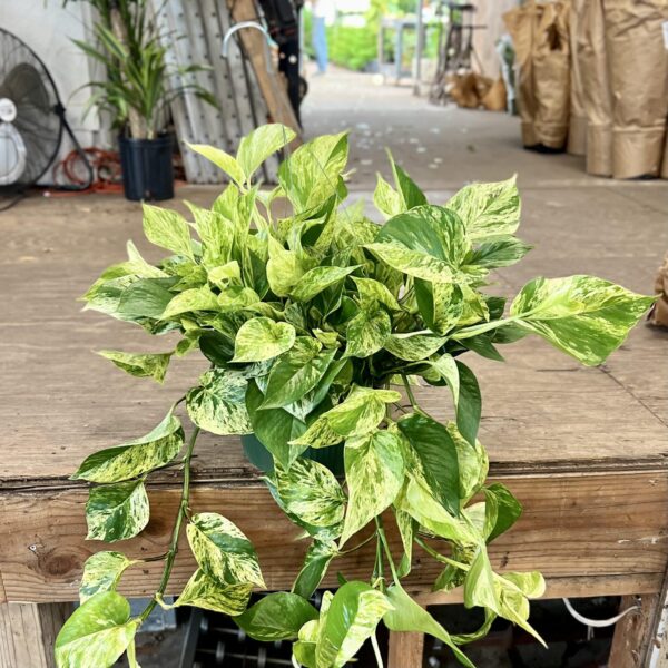 10" HB Marble Queen