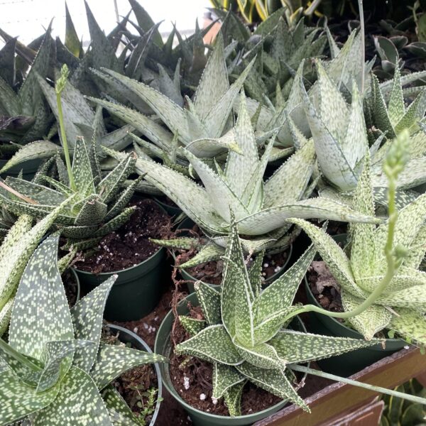 4" Aloe Vera Hybrid