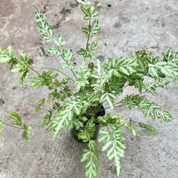 4" Fern Lace