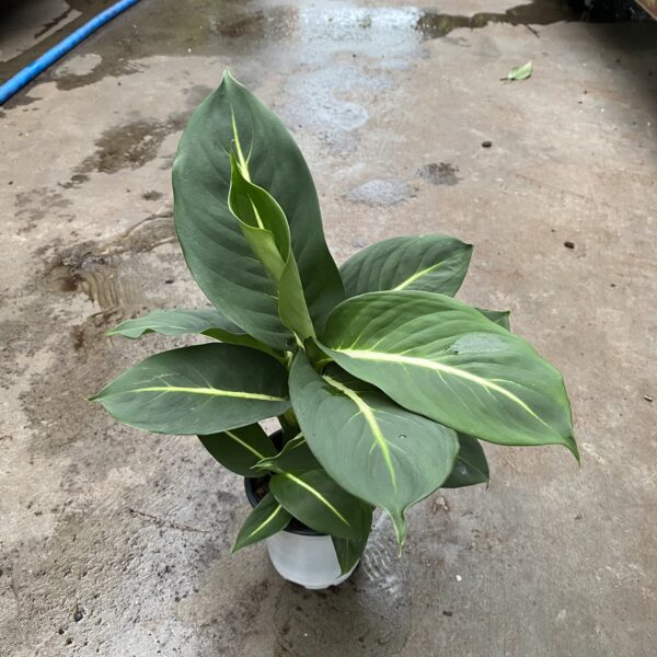 4" Dieffenbachia Green Magic
