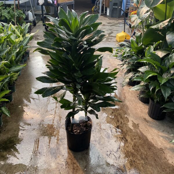 10" Dracaena Black Jack (3-2-1)