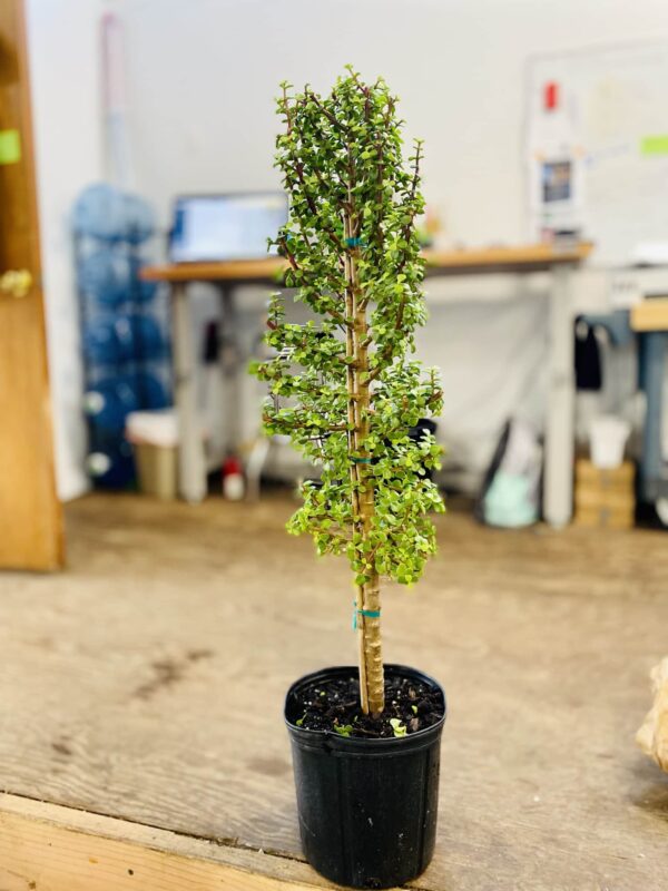 10" Jade Portulacaria