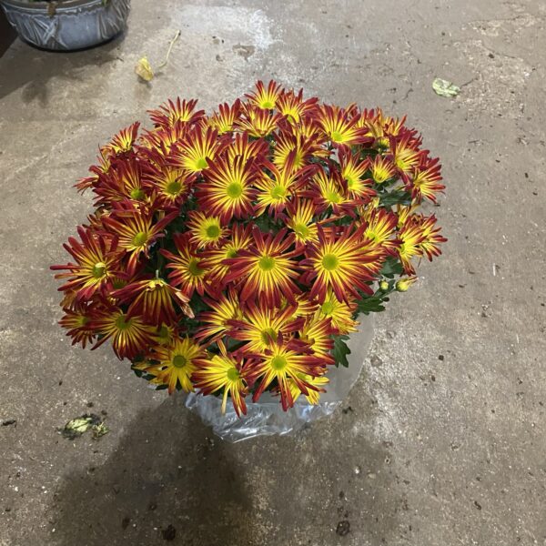 6" Mum Pelee