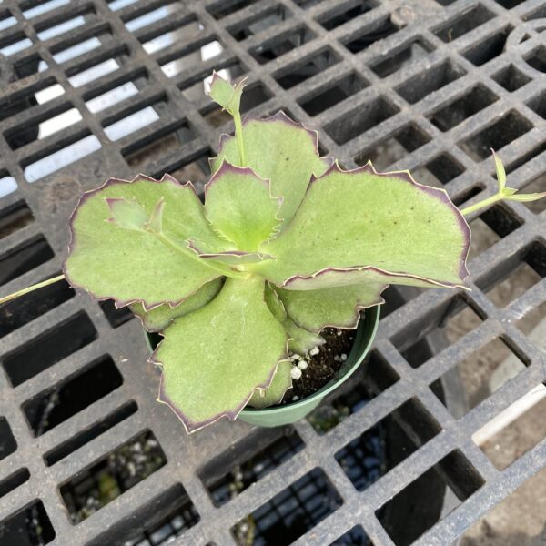 4" Kalanchoe Synsepala