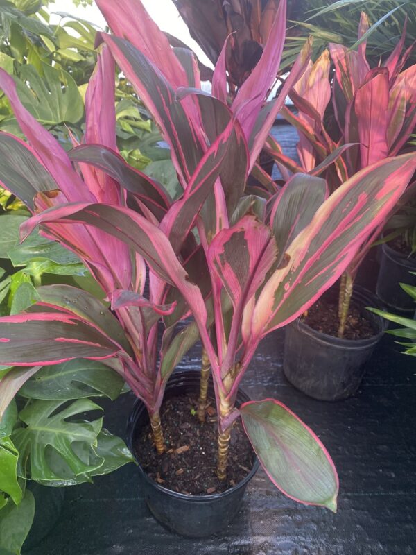 10" Cordyline Maria