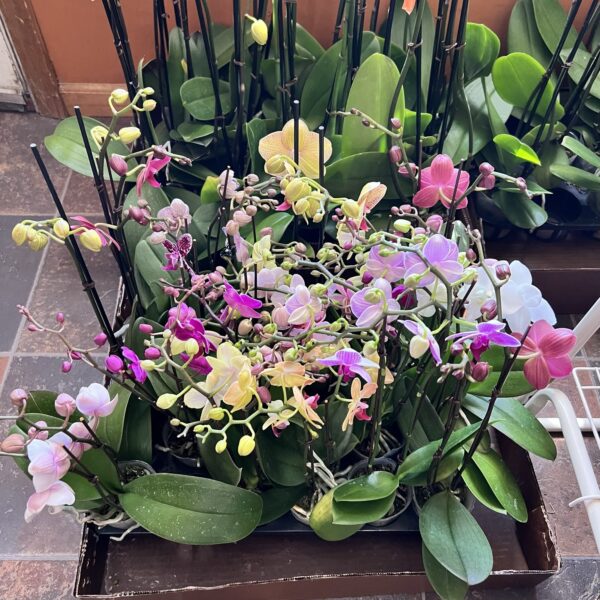 3" Orchid Double - Image 2