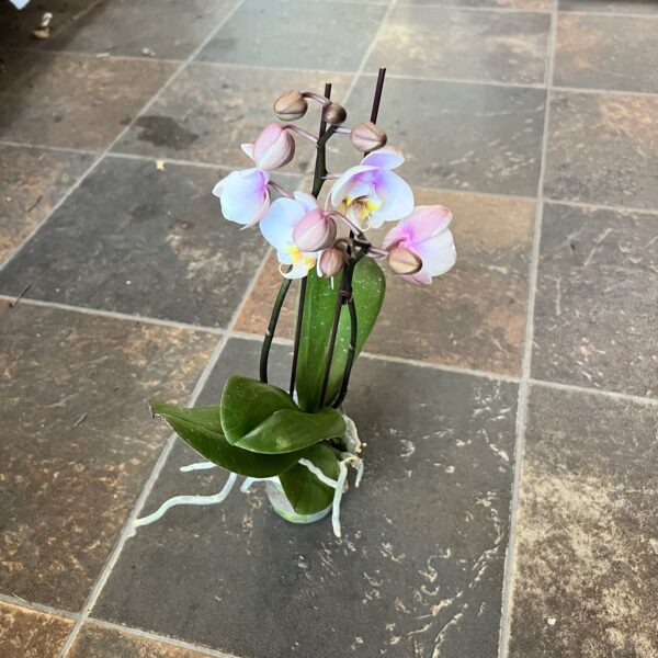 3" Orchid Double