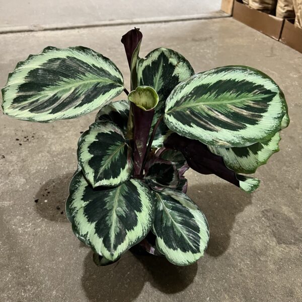 6" Calathea Roseopicta
