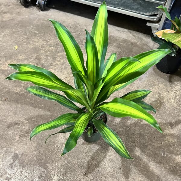 6" Dracaena Eve