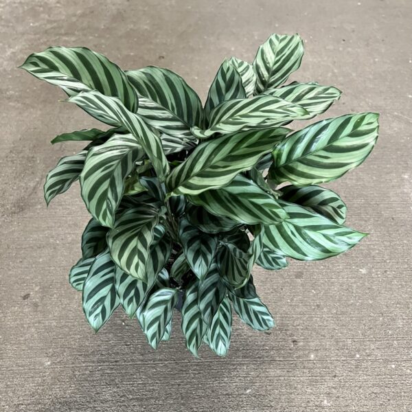 6" Calathea Concinna