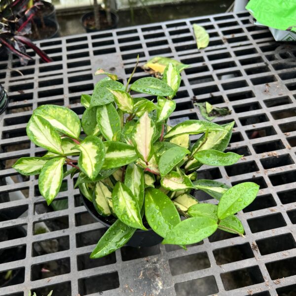 6" Hoya Tri Color