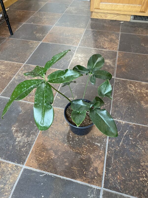 6" Philly Goeldii