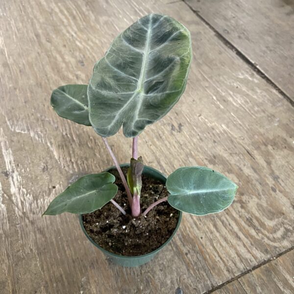 4" Alocasia Pink Dragon