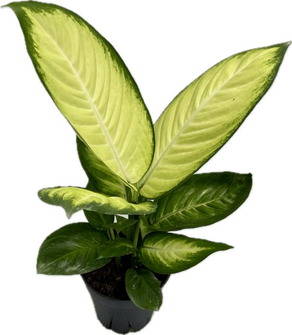 6" Dieffenbachia Tropic Marianne