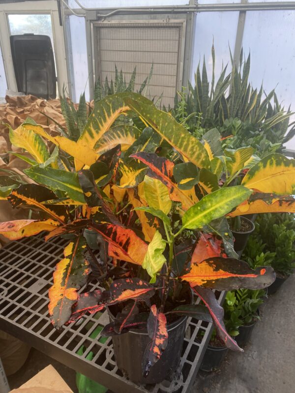 8" Croton Mango