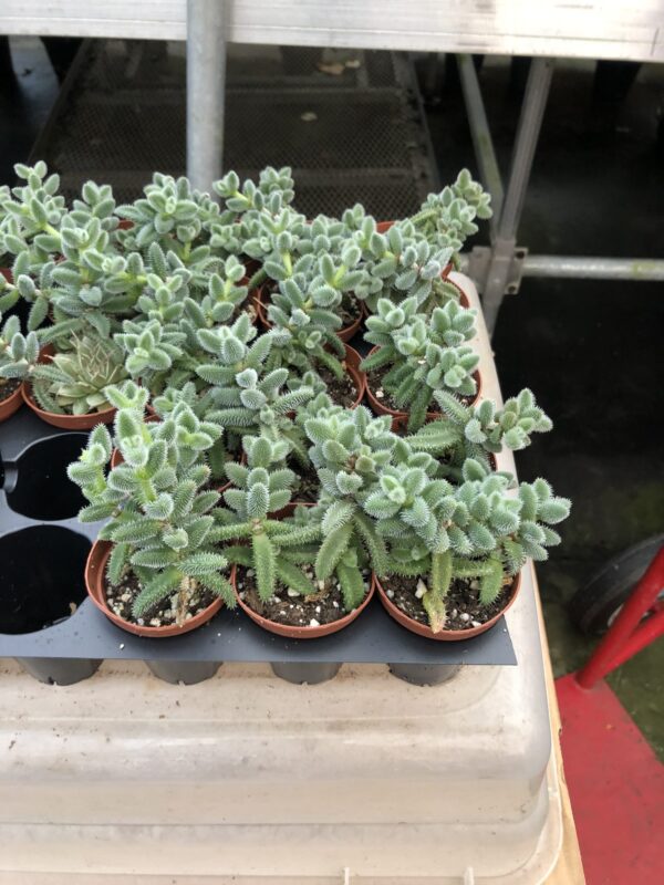 2" Succulent Pickle De Los Perma