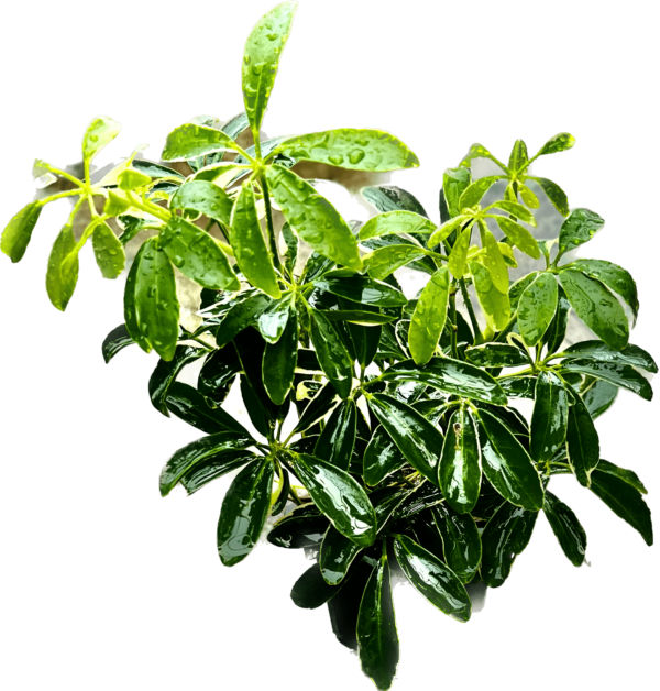 3" Arb Variegated