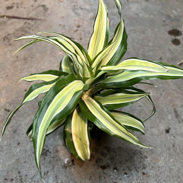 4" Dracaena Dragon