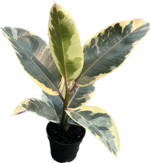 4" Ficus Tineke