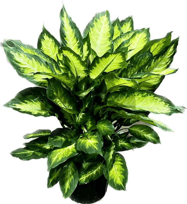8" Dieffenbachia Camille