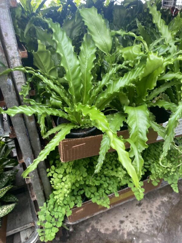 4" Fern Victoria Bird's Nest