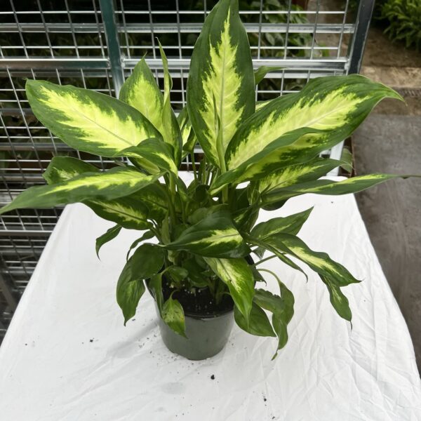 6" Dieffenbachia Maculata