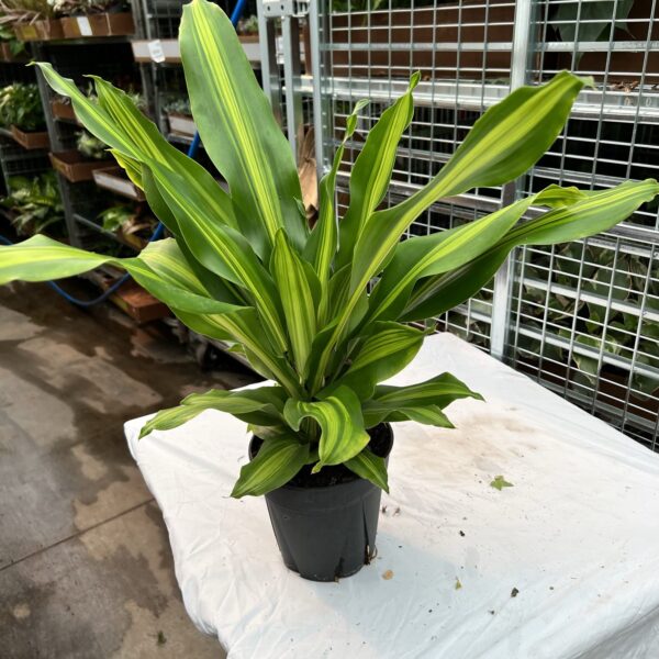 6" Dracaena Marley