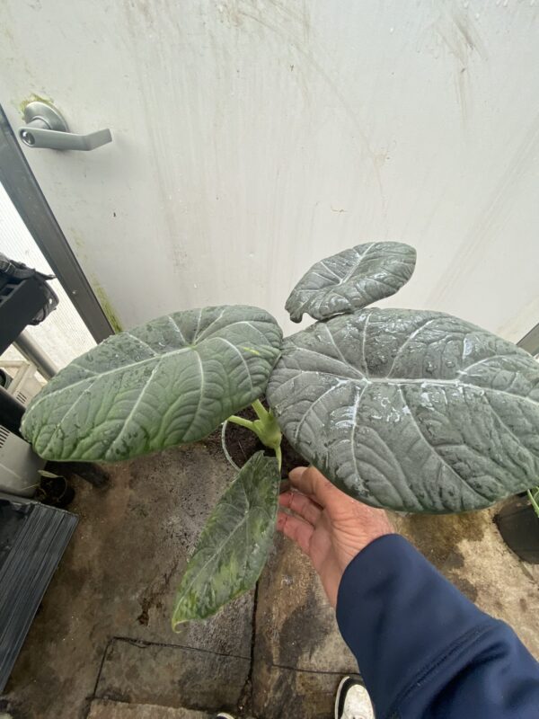 4" Alocasia Maharonni