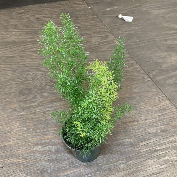 4" Fern Asparagus