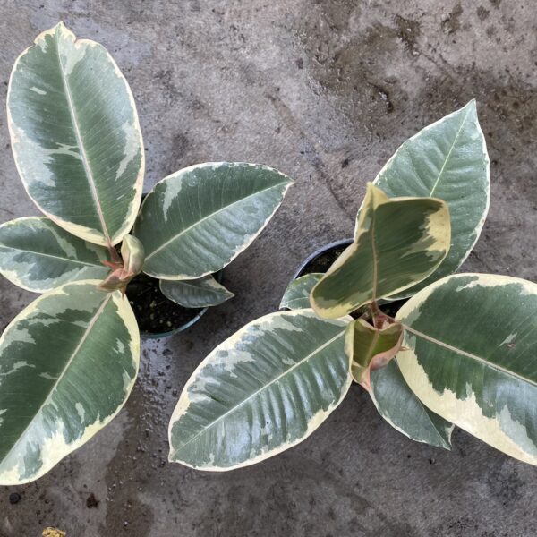 4" Ficus Tineke - Image 2
