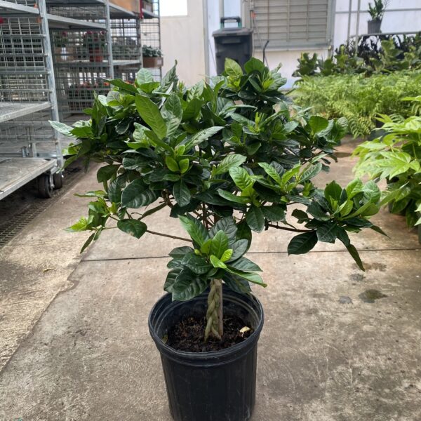 8" Gardenia Braided
