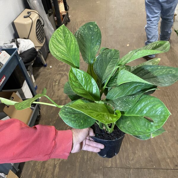 6" Monstera Siam