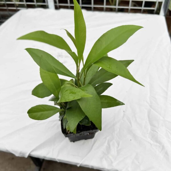 3" Red Ardesia