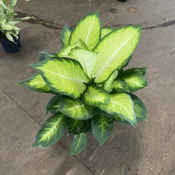 8" Dieffenbachia Tropic Marianne