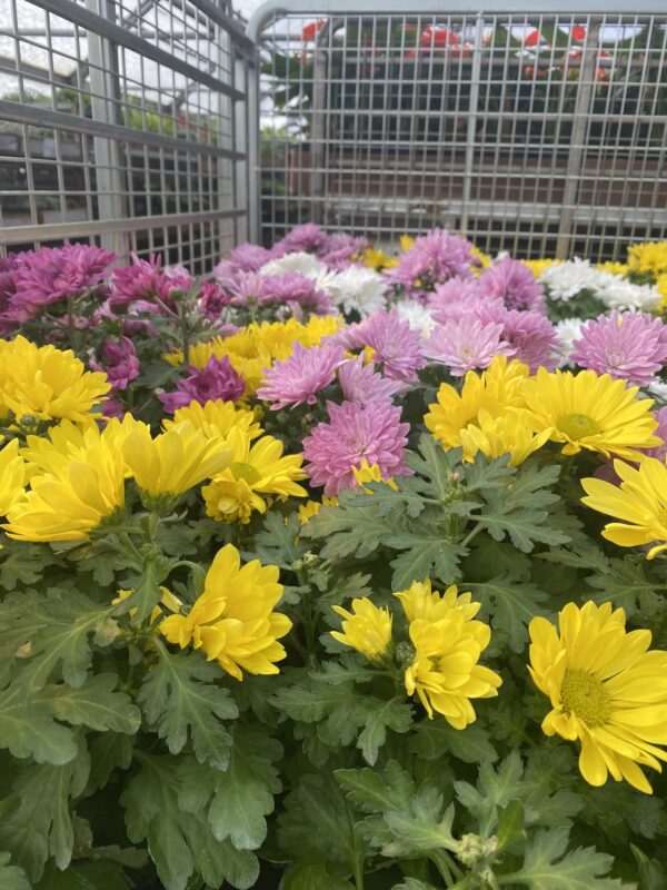6" Mum