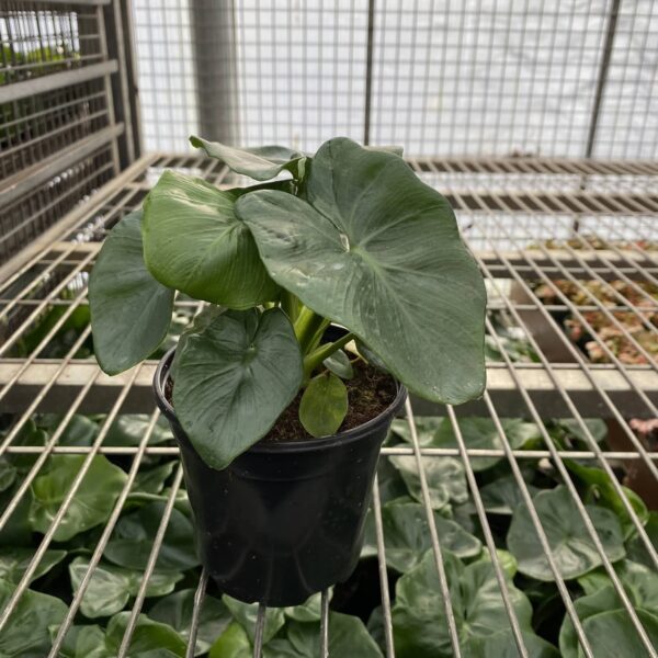 4" Philodendron Atom