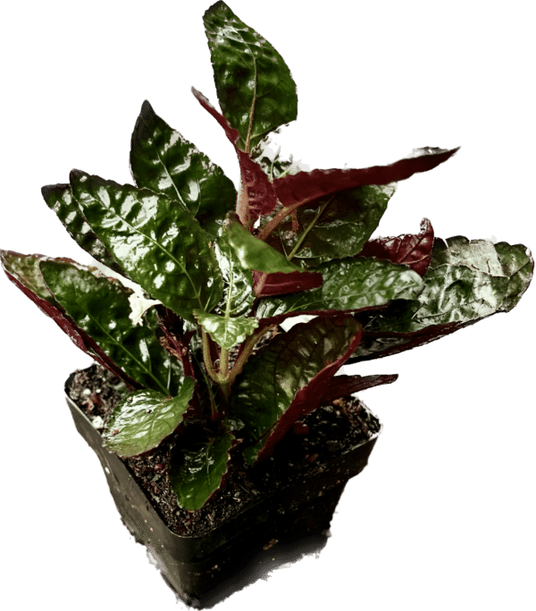 3" Waffle Plant