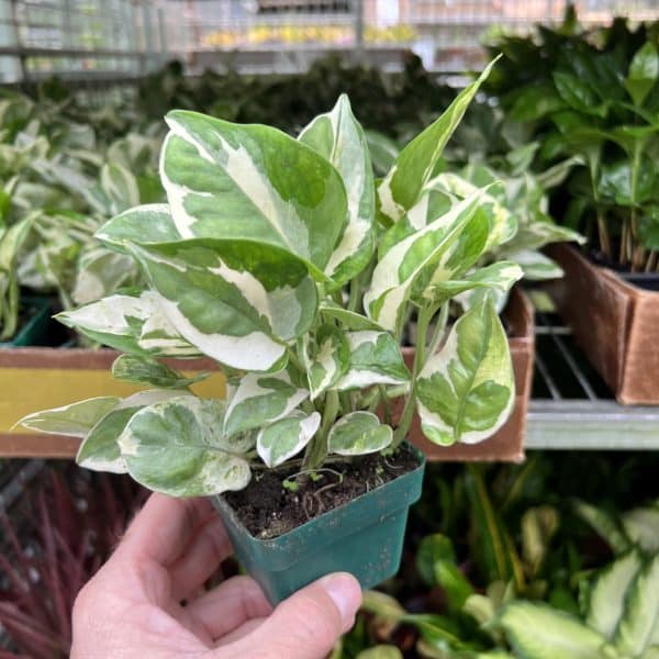 3" Pothos N Joy