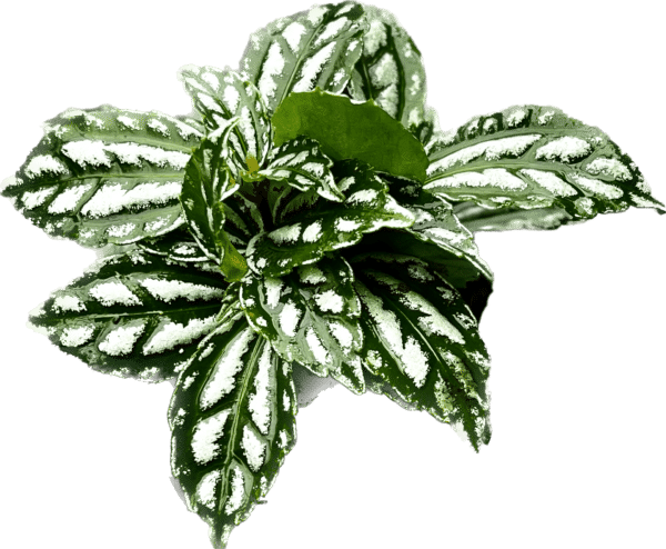 3" Aluminum Plant