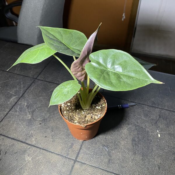 4" Alocasia Wentii