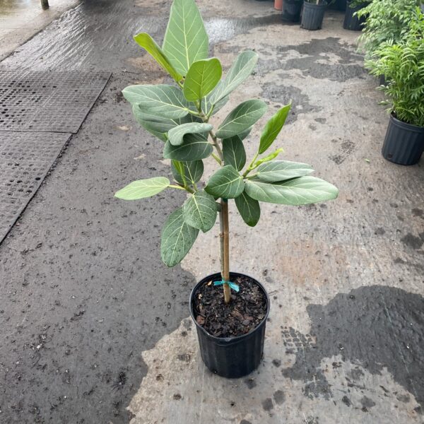 8" Audrey (Tree)