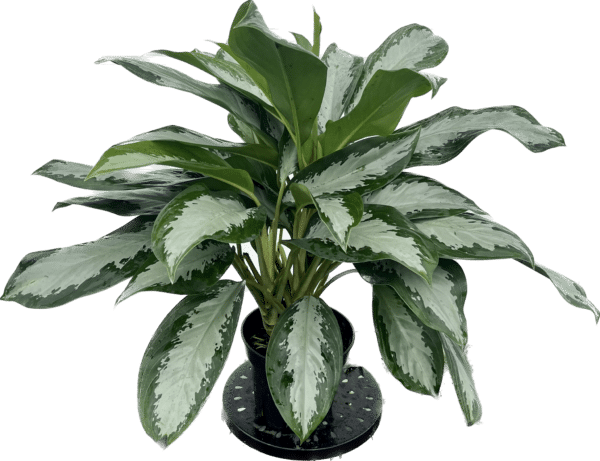 8" Aglaonema Diamond Bay