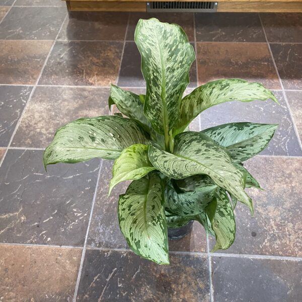 6" Dieffenbachia Memoria Corsii