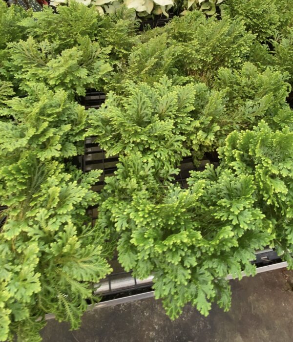 6" Fern Frosted