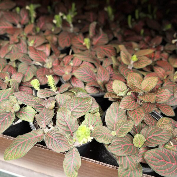 4" Fittonia Red - Image 2