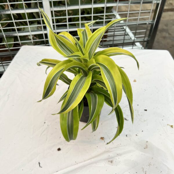 4" Warnecki Lemon Suprise