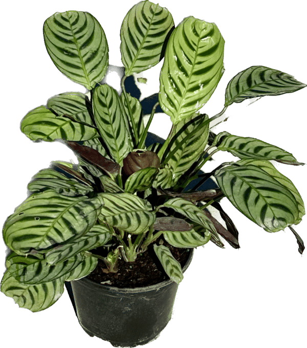 6" Calathea Burle Marx