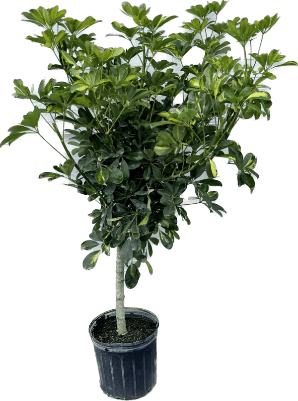 10" Arb Gold (Tree)
