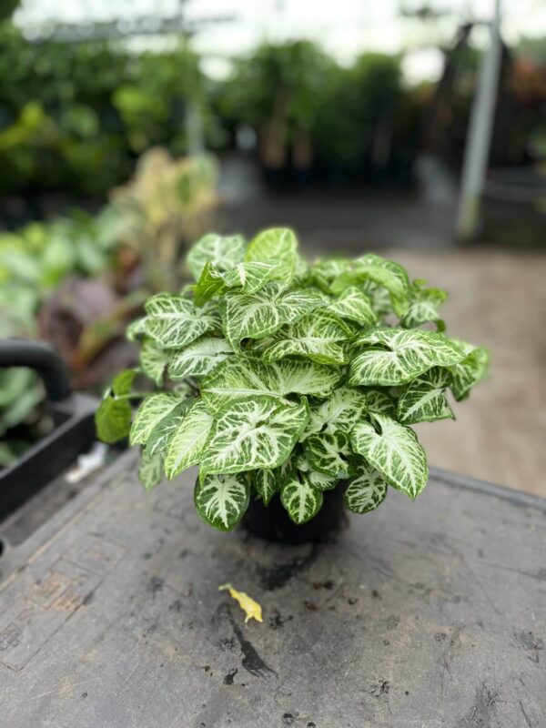 6" Syngonium Glo Go